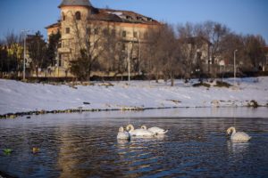 Lebede pe Lacul Techirghiol