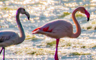 Oaspeți Exotici: O colonie de Flamingo și-a găsit reședința pe Lacul Techirghiol