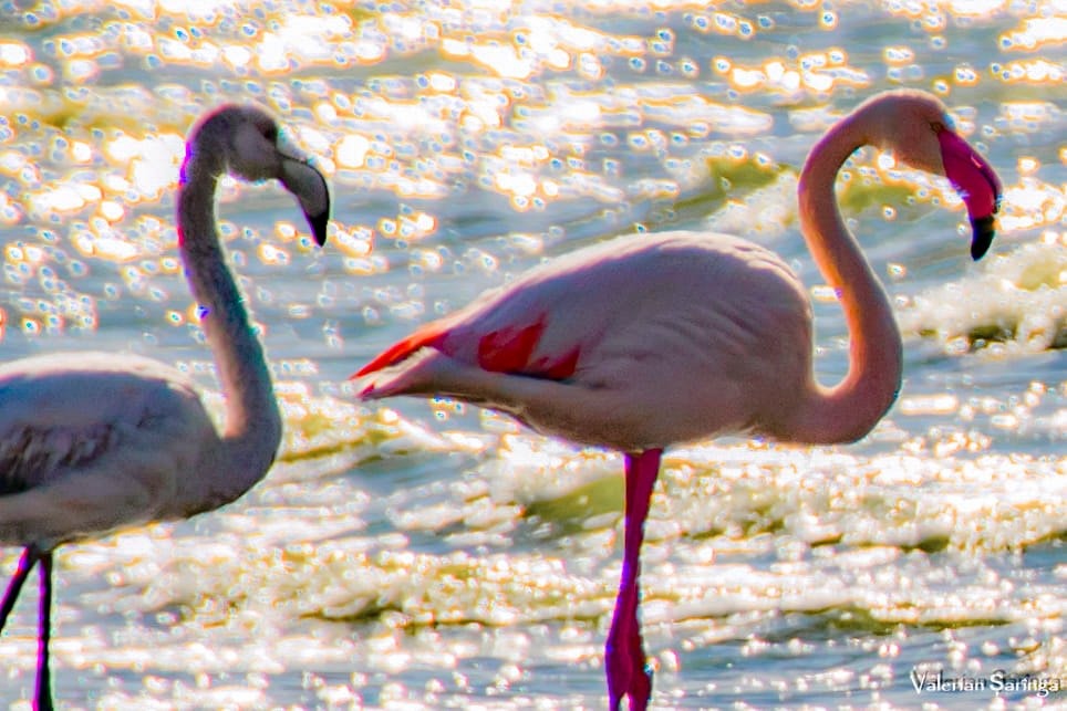 Oaspeți Exotici: O colonie de Flamingo și-a găsit reședința pe Lacul Techirghiol